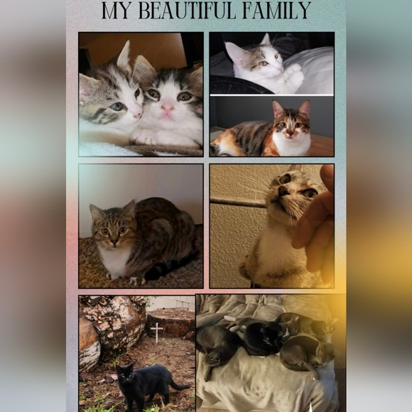 Meet your Posher, Sophia! - Picture 4 of 6